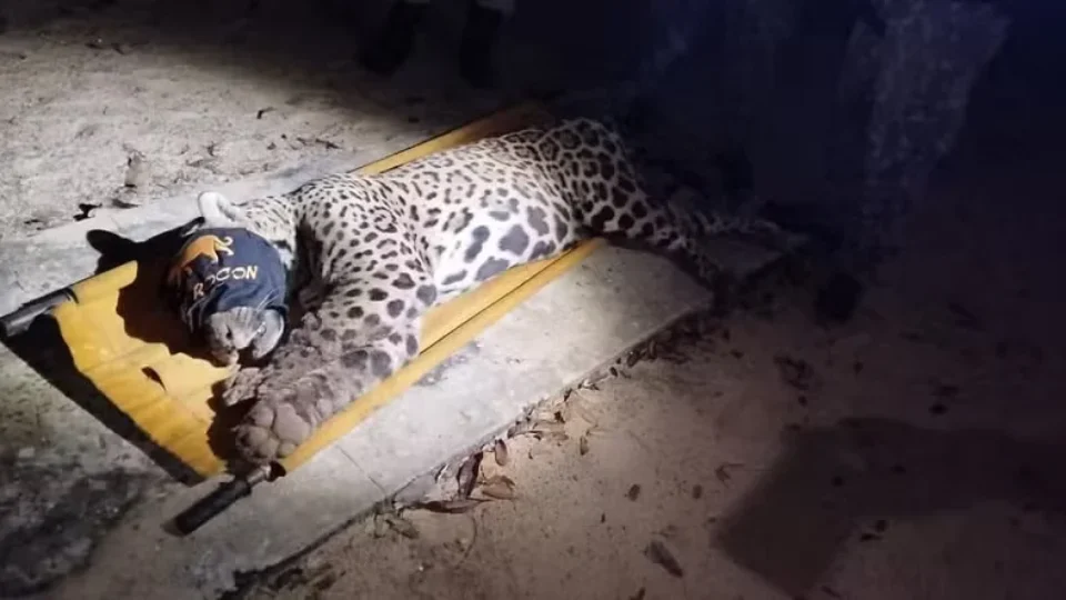 Onça-pintada que matou caseiro no Pantanal é capturada e levada para reabilitação