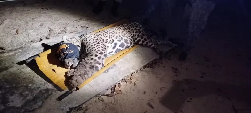 Onça-pintada que matou caseiro no Pantanal é capturada e levada para reabilitação