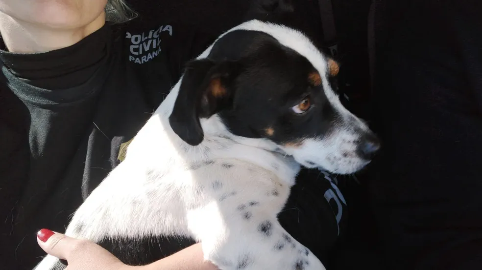 Cachorro