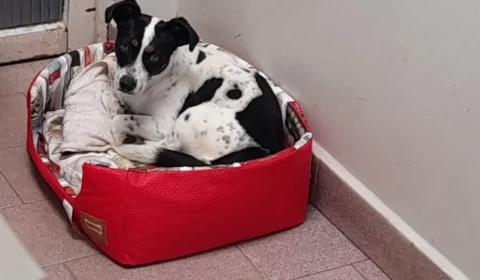 Cachorro será indenizado após ganhar ação por maus-tratos contra ex-tutor no PR