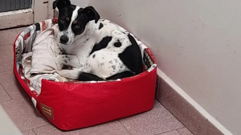 Cachorro será indenizado após ganhar ação por maus-tratos contra ex-tutor no PR