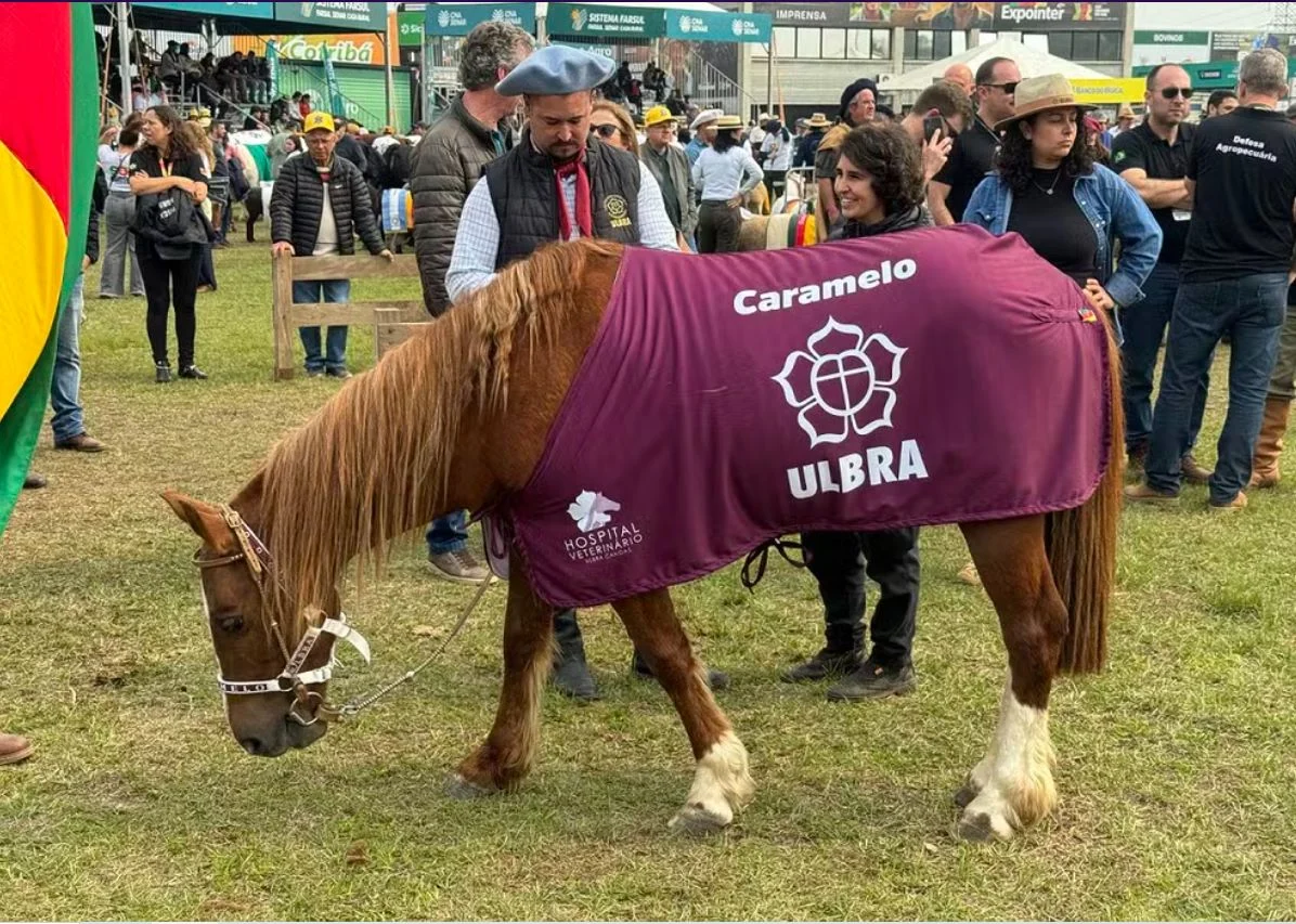 Cavalo caramelo em exposição no Rio Grande do Sul: animal resgatado em telhado de casa foi adotado por universidade (Foto: Marcelo Ermel / Ulbra – 30/08/2024)