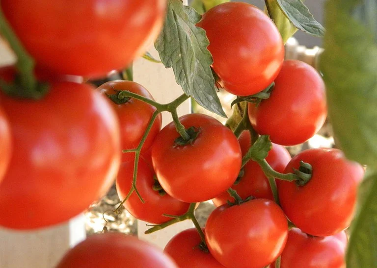 Tomate