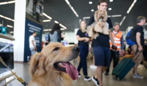 Aéreas podem se negar a embarcar animais de suporte emocional, diz STJ