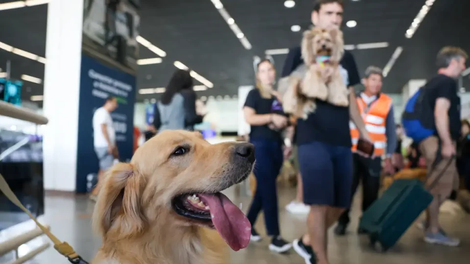 Aéreas podem se negar a embarcar animais de suporte emocional, diz STJ