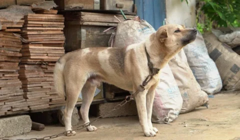 Deputados de SP aprovam projeto de lei que proíbe acorrentar cães e gatos