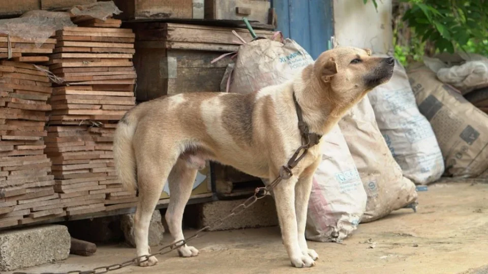 Deputados de SP aprovam projeto de lei que proíbe acorrentar cães e gatos