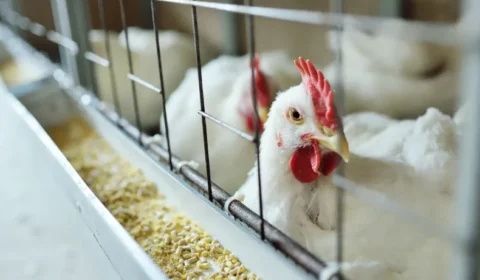 Gripe aviária: Brasil confirma dois focos e investiga seis casos