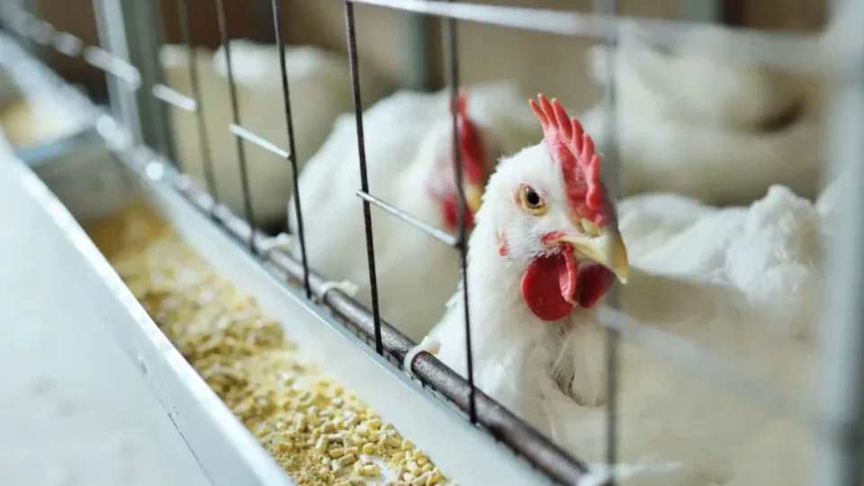 Gripe aviária: Brasil confirma dois focos e investiga seis casos
