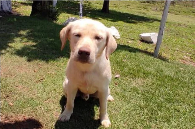 cão
