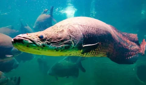 Nativo da Amazônia, peixe gigante avança em rios de SP e coloca outras espécies em risco