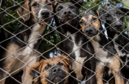 Centenas de animais resgatados nas enchentes no Sul seguem em abrigos