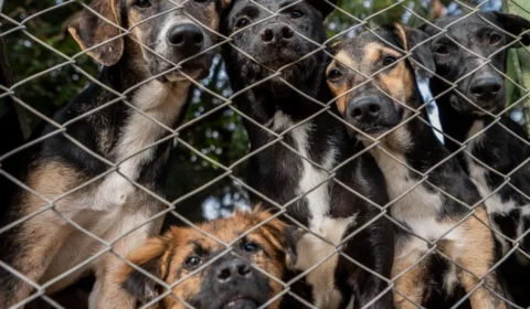 Centenas de animais resgatados nas enchentes no Sul seguem em abrigos