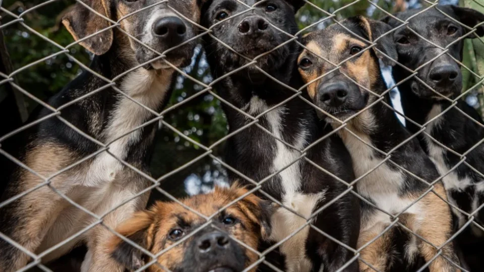 Centenas de animais resgatados nas enchentes no Sul seguem em abrigos