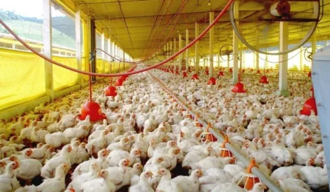 Com pouca variedade genética, granjas são ‘chocadeiras’ de doenças como a gripe aviária