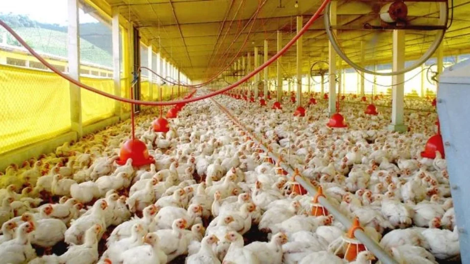 Com pouca variedade genética, granjas são ‘chocadeiras’ de doenças como a gripe aviária
