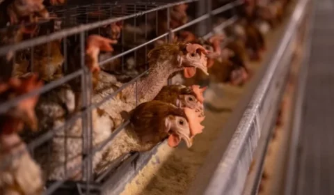 Gripe aviária: RS começa a instalar barreiras de desinfecção após foco em granja