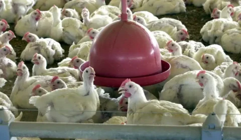 Gripe aviária: veja as respostas para as principais dúvidas sobre a doença
