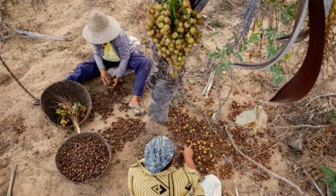 Licuri: o fruto que mudou a realidade no sertão baiano
