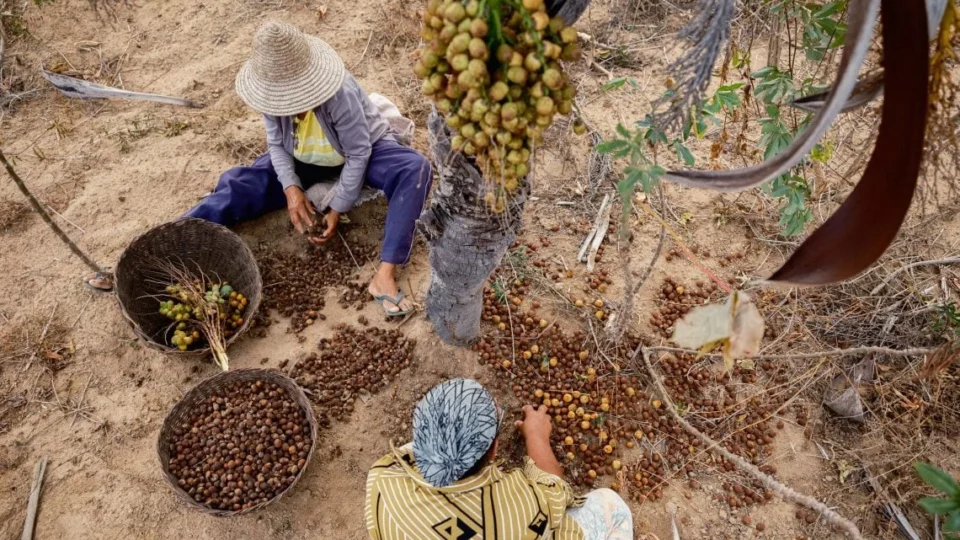 Licuri: o fruto que mudou a realidade no sertão baiano