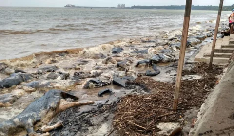 10 anos após naufrágio com 4,9 mil bois, navio segue submerso e ribeirinhos pedem reparação