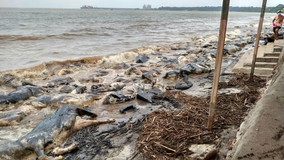 10 anos após naufrágio com 4,9 mil bois, navio segue submerso e ribeirinhos pedem reparação