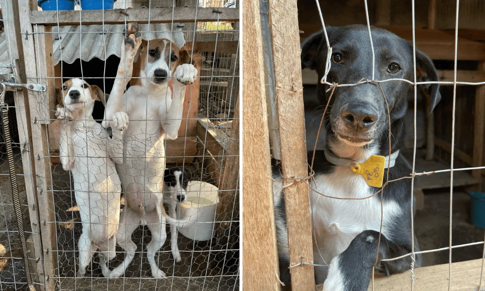 101 Viralatas, em Viamão, abriga cerca de 400 animais, sendo cerca de 60 resgatados nas enchentes (Foto: Divulgação/101 Viralatas)
