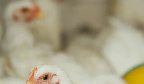 China retoma importações de frango brasileiro após embargo