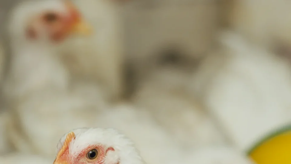 Gripe aviária: 63 países impõem bloqueios totais ou regionais à compra de frango do Brasil