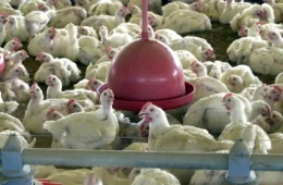 Após bloqueio de países ao frango brasileiro, ave pode ficar mais barata no Brasil; entenda