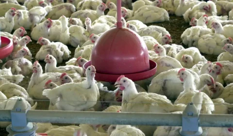 Gripe aviária: Nove destinos já suspenderam compra de frango do Brasil; saiba o que está em jogo