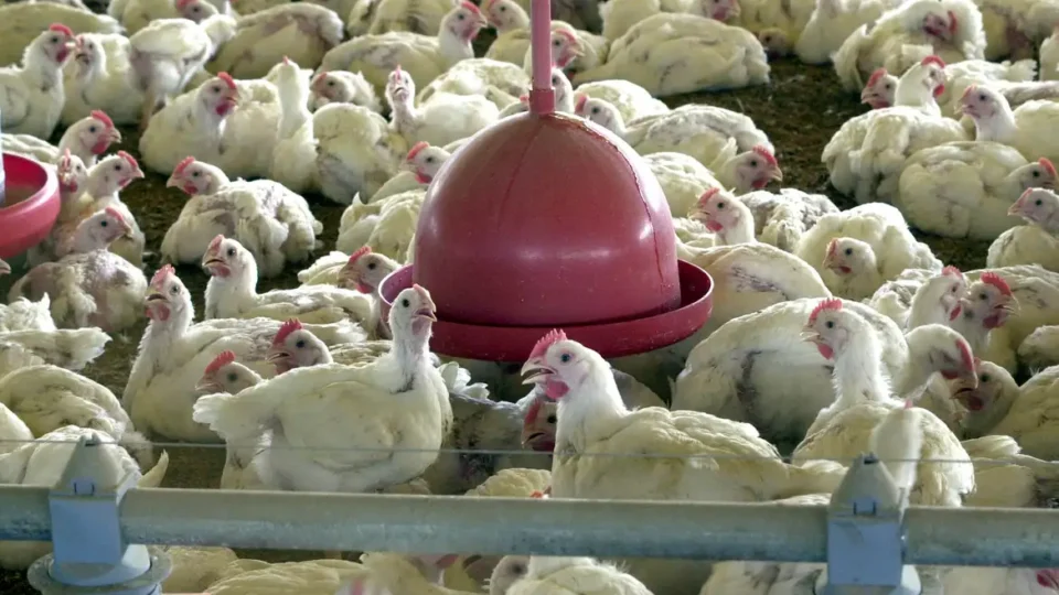 Gripe aviária: Nove destinos já suspenderam compra de frango do Brasil; saiba o que está em jogo