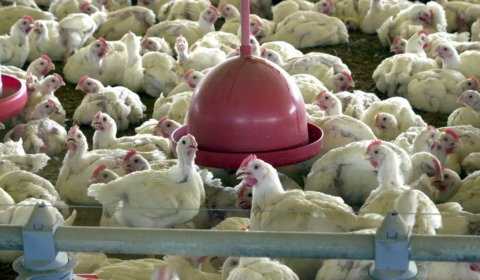 Ministério da Agricultura prorroga estado de emergência por gripe aviária no Brasil