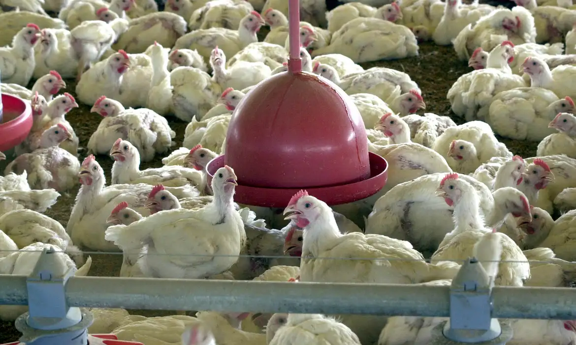 China suspende importações do Brasil por conta de gripe aviária