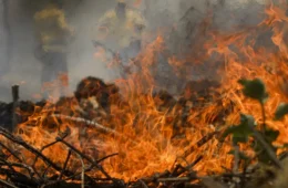 Perda de florestas no mundo bate recorde em 2024 com avanço de incêndios