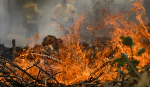 Perda de florestas no mundo bate recorde em 2024 com avanço de incêndios