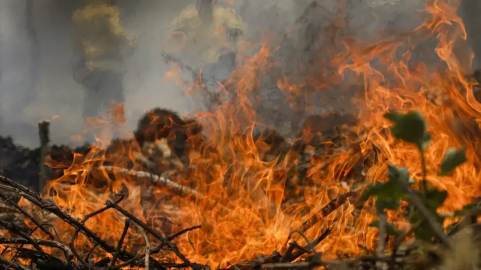 Perda de florestas no mundo bate recorde em 2024 com avanço de incêndios