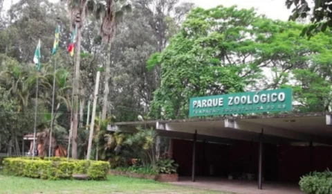 Gansos e patos morrem por gripe aviária em zoológico no RS