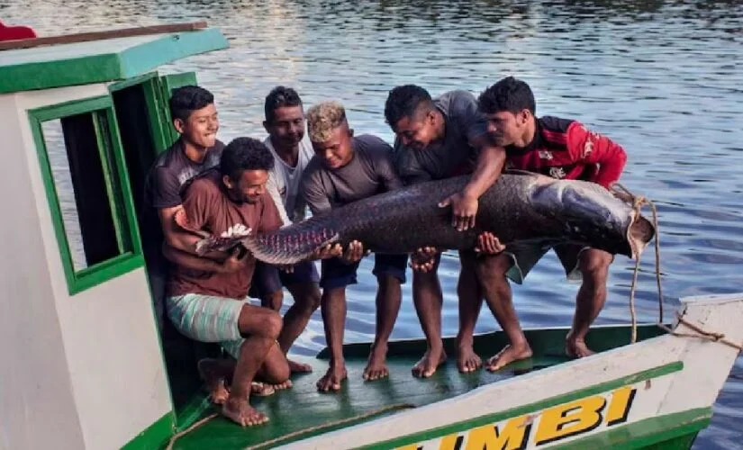 peixe gigante, pirarucu