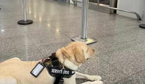 Cão impedido de viajar com criança autista será levado para Portugal por treinador