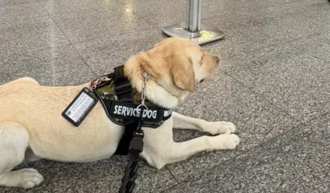 Voo para Portugal é cancelado após TAP negar embarque de cão de serviço