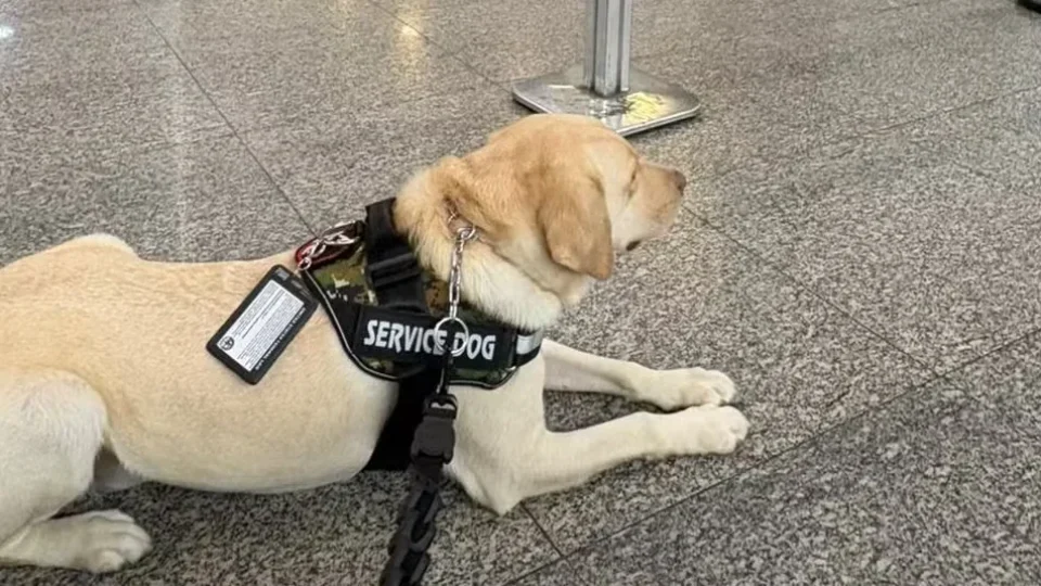 Voo para Portugal é cancelado após TAP negar embarque de cão de serviço