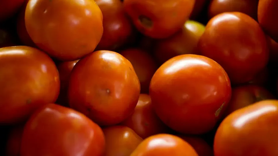 Tomate pode ajudar a evitar o ganho de peso, sugere novo estudo