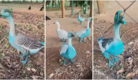 Promotoria investiga vazamento de corante que deixou diversos animais azuis em SP