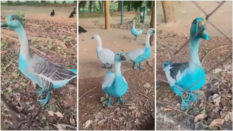 Promotoria investiga vazamento de corante que deixou diversos animais azuis em SP