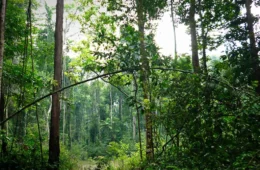 Mais da metade dos créditos de carbono da Amazônia está ‘contaminada’ pela mineração