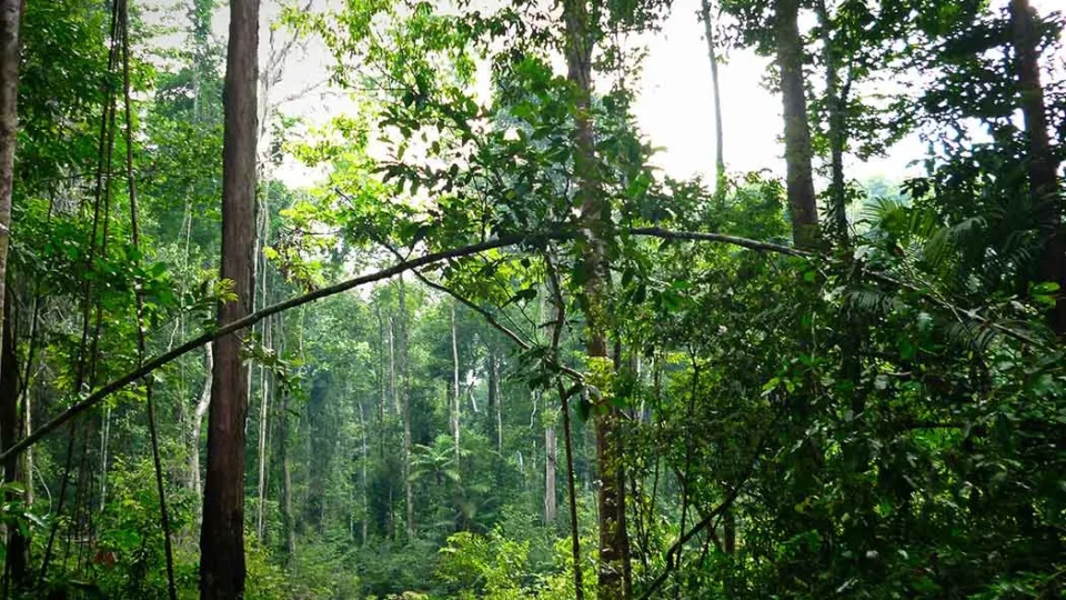Mais da metade dos créditos de carbono da Amazônia está ‘contaminada’ pela mineração