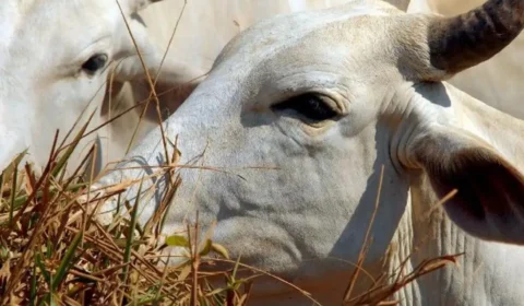 Somente 15% dos frigoríficos do Cerrado participam de pacto de combate ao desmatamento
