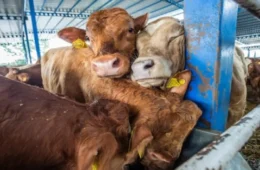 O Brasil vai às ruas para acabar com a infâmia do tráfico de animais vivos