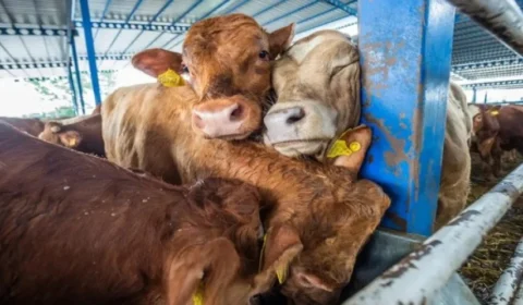 O Brasil vai às ruas para acabar com a infâmia do tráfico de animais vivos